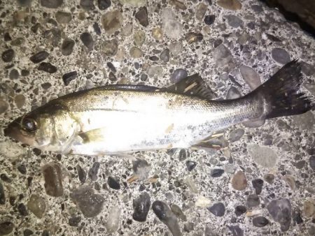 焼津港ではメバルが釣れ出しました。用宗では何とかカマス